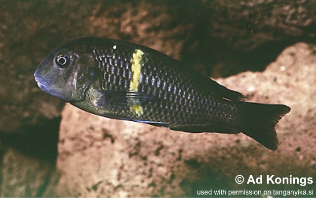 Tropheus sp. 'black' Mboko Island